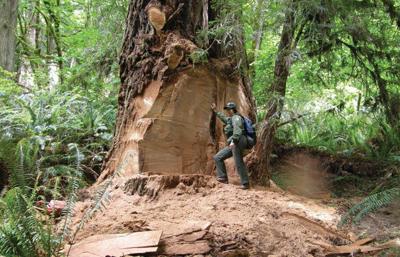 Redwood ‘poachers’ force park road closure
