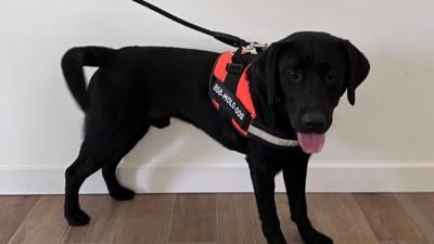 Indy the Mold Dog