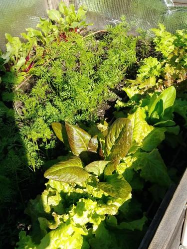 Tour cold frame.jpg