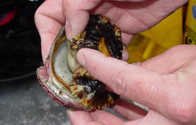 Agency considers pinto abalone for endangered list