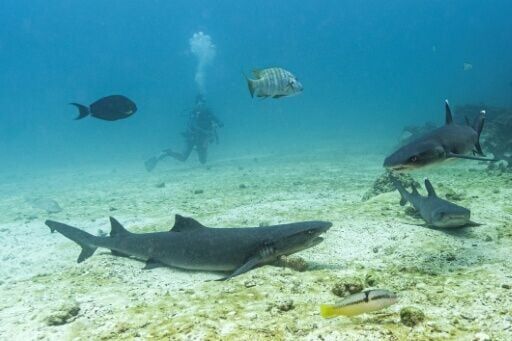 Underwater image of critically endangered whitetip sharks at the North Seymour Island dive site in the Galapagos archipelago, Ecuador