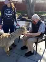 Residents celebrate spring with alpacas
