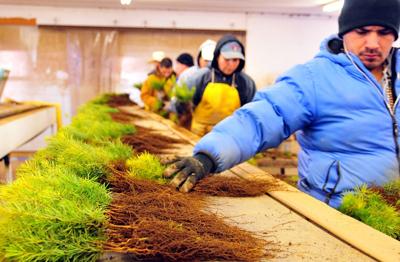Soil-Water District starts annual native plant sale