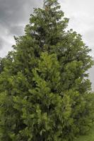 May Tree of the Month: Incense-cedar