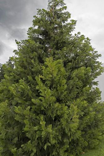 A9 May tree of the month Incense cedar.jpg