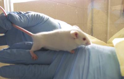 Loss of lab mice for medical research ‘devastating’