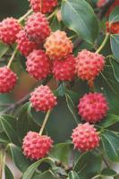 April Tree of the Month: Kousa Dogwood