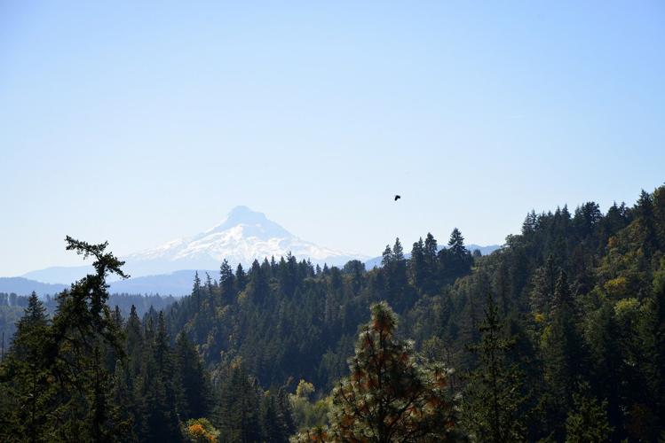 Rescued bald eagle released back into wild