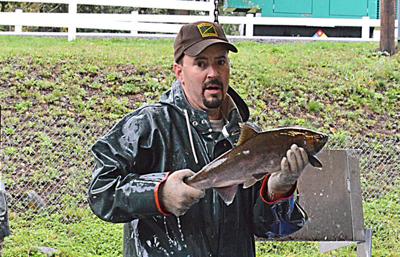Food banks gain from large salmon runs