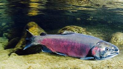 Ecology adopts new clean water rule
