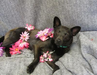 Pet of the Week: Lucille is a calm, quiet charmer