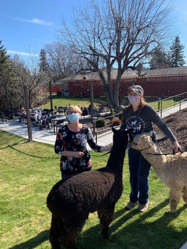 SpringsMillCreek alpacas1.jpg