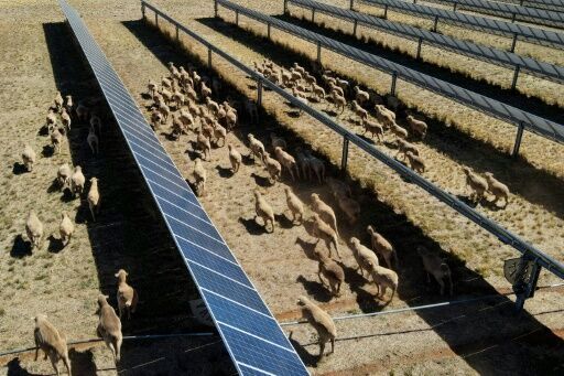 Australian farmers are helping with the transition to green energy by combining solar panels more traditional sheep farming