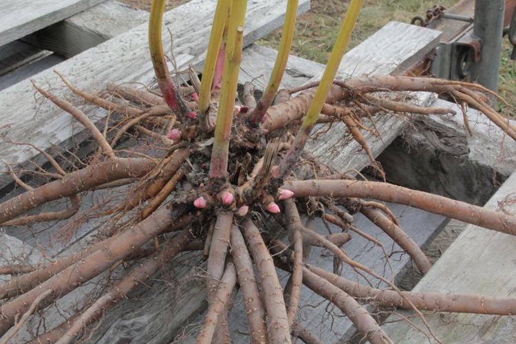 ‘Peony ambassadors’ Jim and Lore Sampson bloom in Parkdale