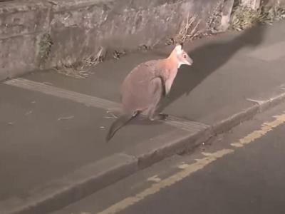 wallaby_featured
