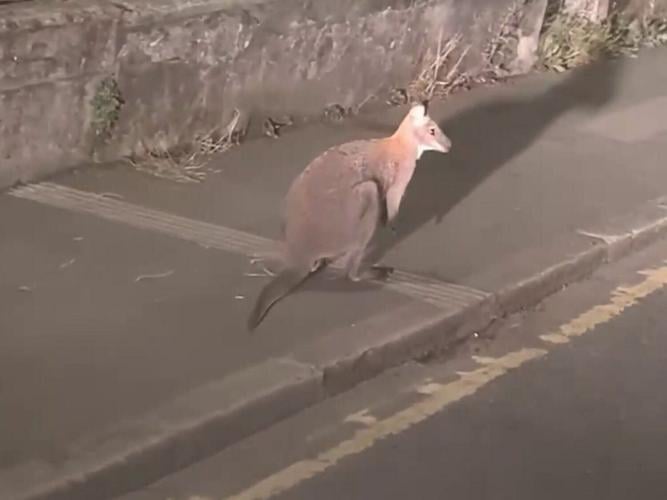 wallaby_featured