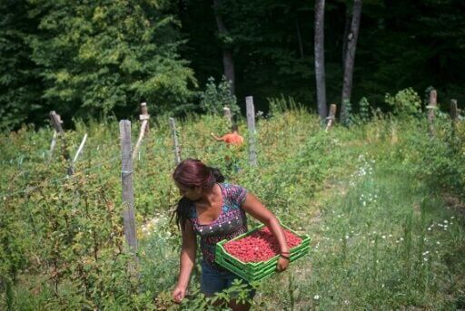 Raspberry pickers scour the fields for fruit that have not withered in the heat