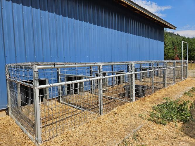 “Cougars of Klickitat County"