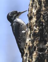 Protection eyed for bird that needs wildfire
