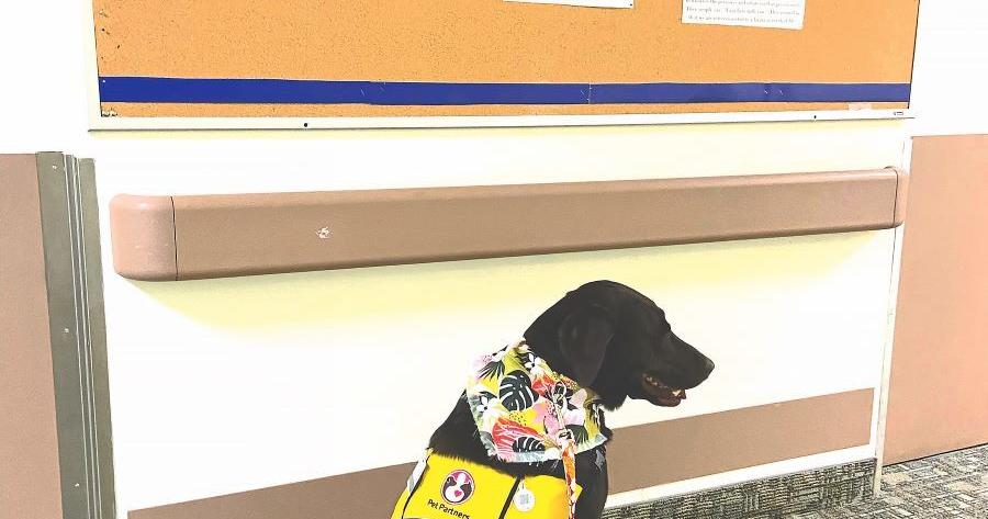 Newsworthy Pets: Therapy dog helps others - Vimarsana News