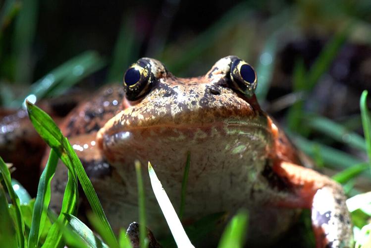 Northern red-legged frogs