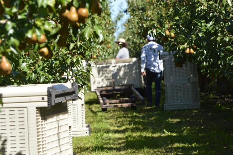 HR fruit harvest 1, pears.JPG