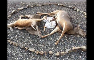 Deer arranged in pile