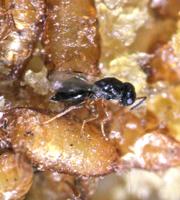 Wasp targets destructive fruit fly