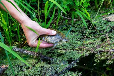 GORGE Pond Turtle release.jpg