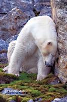 I left my heart in Svalbard