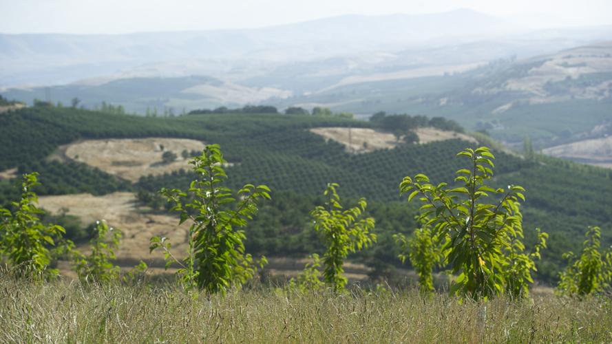 heater_myerson_orchards_18.jpg