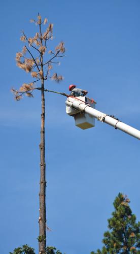 Urban logging: Crews keep busy as beetle-kill trees become neighborhood hazards