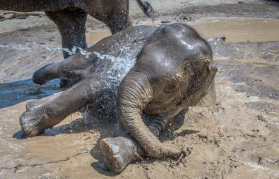 Elephants enjoy ‘Club Mud’