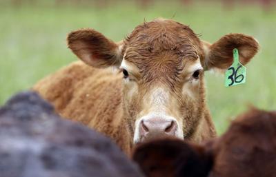 Bill would limit farm antibiotics in Oregon