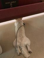 St. Francis and pets honored at Riverside