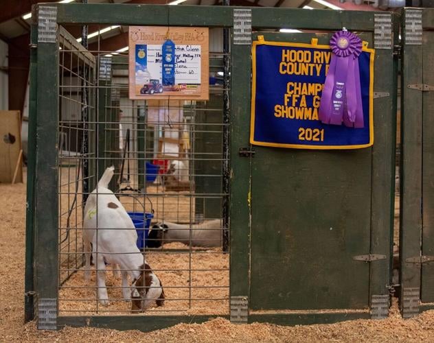 HR Co Fair 2021 goat