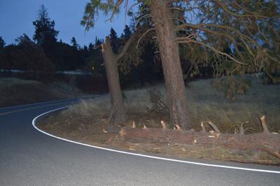 Danger Zone: Damaged trees require attention