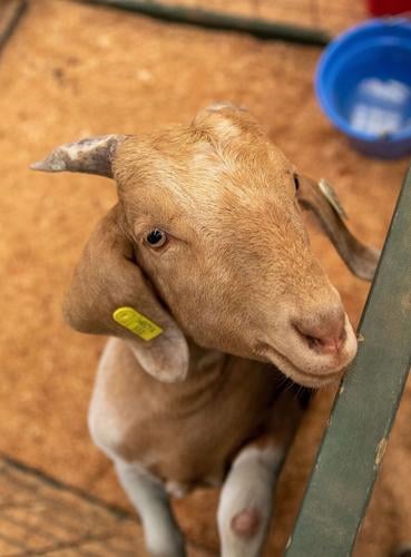 HR Co Fair 2021 goat