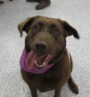 Pet of the week: RosieBee loves car rides, walks and treats