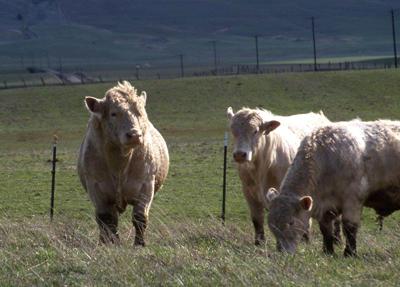 OSU revives bull tour