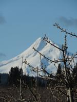 Cider, crafts and quilts: Blossom Time events return this weekend