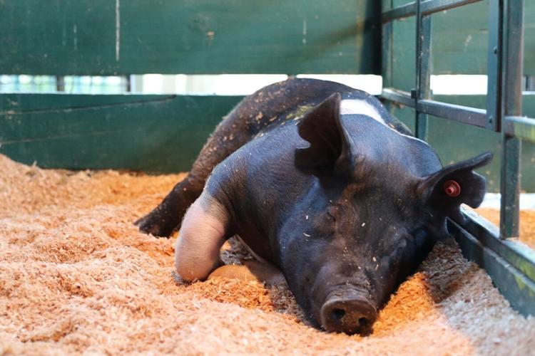 HR Co Fair 2021 Remi the hog