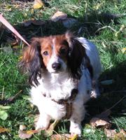 Pet of the Week: Filomena is a beauty who needs extra loving care