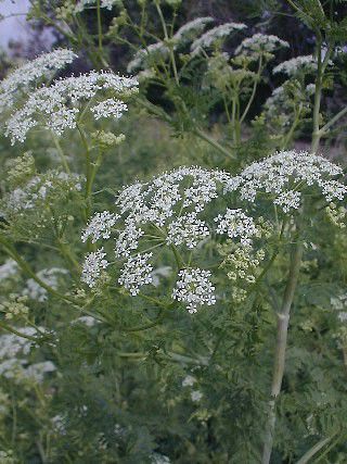 Poison hemlock can kill