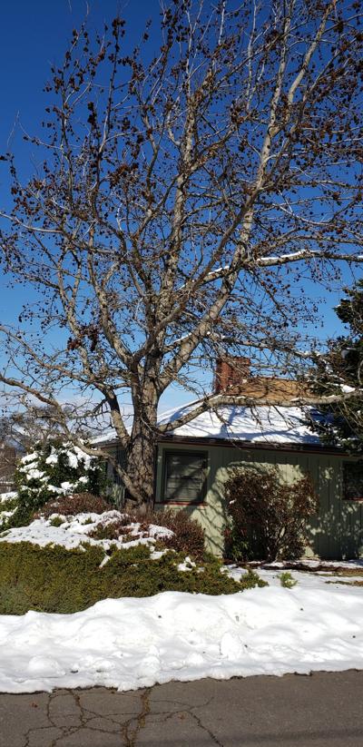 A3 tree of the month Gum tree.jpg