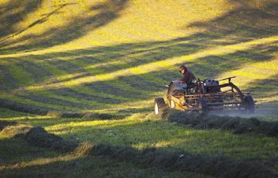 Making hay while the sun shines