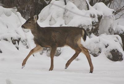 Snow berms in your driveway? Volunteers can shovel it away