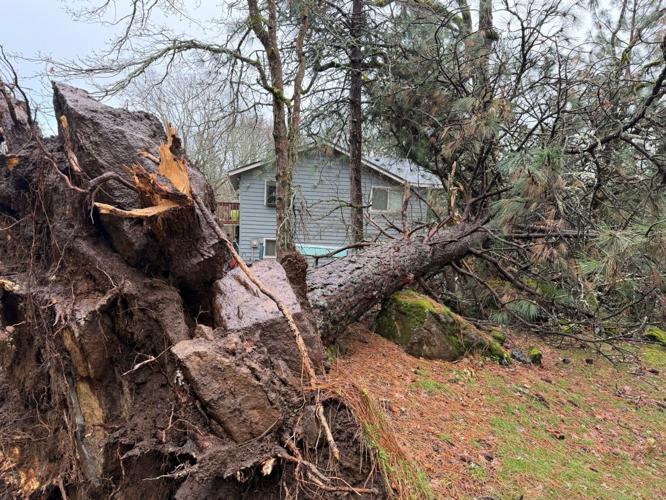Underwood fallen tree