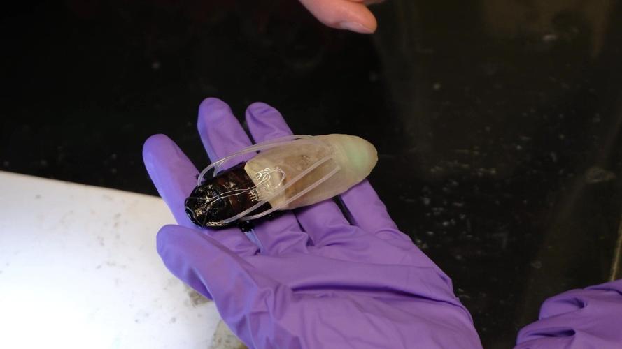 “Cyborg cockroaches” get “diving suits” to seek out humans