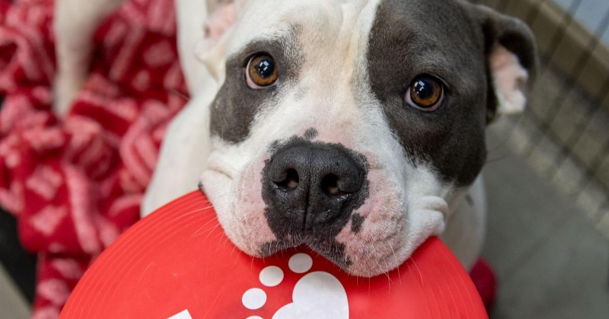 Hood River renews animal control agreement